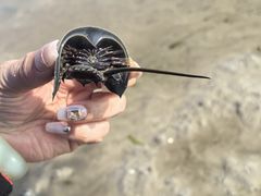 -红树林天天赶海