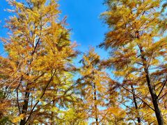 -昆山城市生态森林公园