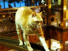 -more than meow吴止猫主题餐厅(承德 中船汇店)