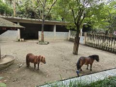 -成都动物园