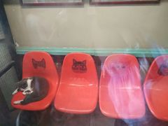 -猫咪博物馆(顶澳仔猫街店)