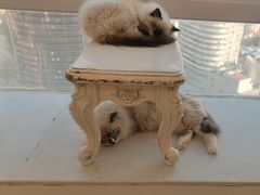 -共舞时光猫咖·狗咖(新街口店)