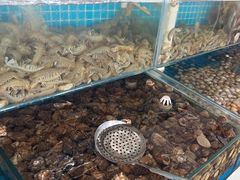 -港畔赶海蒸汽海鲜烧烤自助(仙螺岛店)