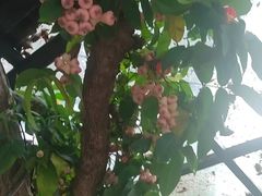 -海岛八号龙虾烧烤田鸡(蓝天路总店)