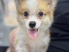 -翊宠yipet猫狗购宠庄园犬舍•猫舍