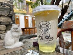 -喵屿·大理花园猫咖