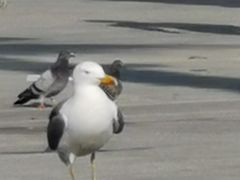 -小巴塞罗那海滩
