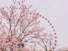 -顾村公园