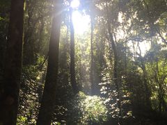 -莫里热带雨林景区