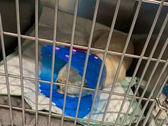 -伟伟宠物医院·CT影像中心·瑞派犬猫综合性门诊(汉口总院)