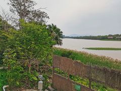 -华侨城湿地公园