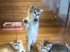 -猫十亿·布偶金渐层·曼基康矮脚猫舍(青年路店)