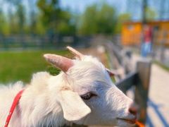 -前小桔亲子创意农场·草莓采摘·露营烧烤