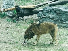 -北京野生动物园