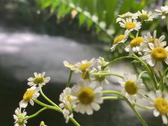 -The Flowers Coffee(南山店)