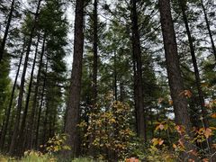 -塞罕坝国家级自然保护区