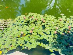 -三里河公园