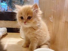 -屋虎猫馆(宝安大仟里店)