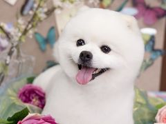 -Oh My Dog宠物沙龙(伊珊娜皮毛护理店)