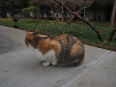 -西园戒幢律寺