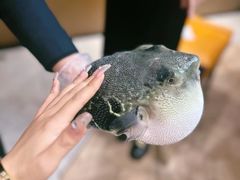 -鲐赏河豚(长寿店)