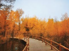 -金塔沙漠胡杨林景区