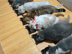 -啵啵喵·猫咖(攀华国际店)