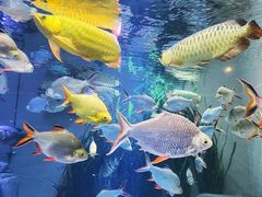 -上海海洋水族馆