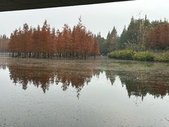 -白鹭湾湿地公园