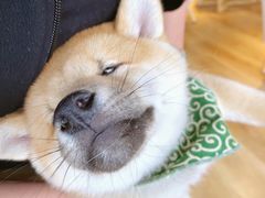 -柴犬小屋·柴餐厅·狗咖食堂(金鼎广场店)