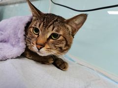 -达爱动物医院·犬猫分区·CT·复杂眼科(远洋山水分院)