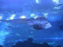 -成都浩海立方海洋公园