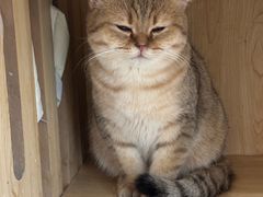 -共舞时光猫咖·狗咖(新街口店)