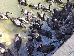 -长白岛森林公园