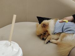 -怪兽屋·羊驼·猫咖·狗咖(俊华广场店)