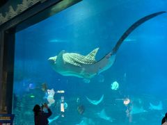 -烟台海昌鲸鲨海洋公园