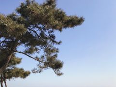 -日照海滨国家森林公园
