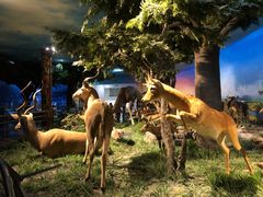 -国家自然博物馆