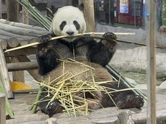 -栾川竹海野生动物园