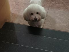 -伟伟宠物医院·CT影像中心·瑞派犬猫综合性门诊(汉口总院)