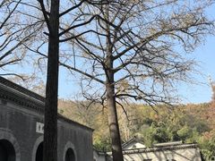 -镇江市南山风景名胜区竹林景区