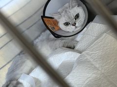 -艾贝尔宠物医院·24H转诊中心·肿瘤猫专科(江宁双龙店)