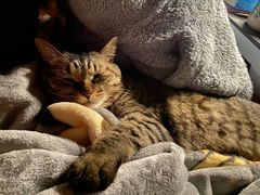 -瑞派宠物医院·犬猫全科·猫友好(宾水西道店)