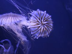 -青岛海底世界-水族馆