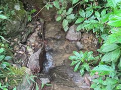 -莫里热带雨林景区