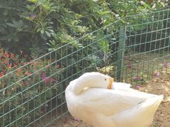-广东圆玄道观