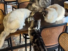 -猫猫幼稚园·撸猫·桌游·电玩