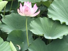 -荷塘月色湿地公园·向阳花洲
