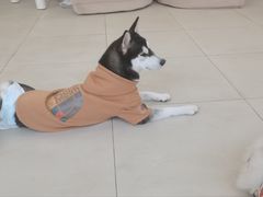 -怪兽屋·羊驼·猫咖·狗咖(俊华广场店)