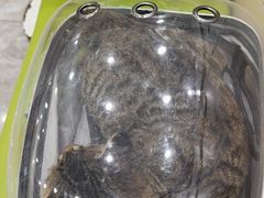 -瑞鹏宠物医院·骨外科·心肾科·肿瘤科(九亭店)